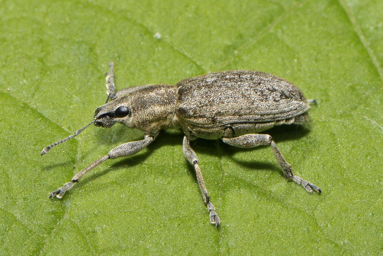 Curculionidae: Tanymecus palliatus?